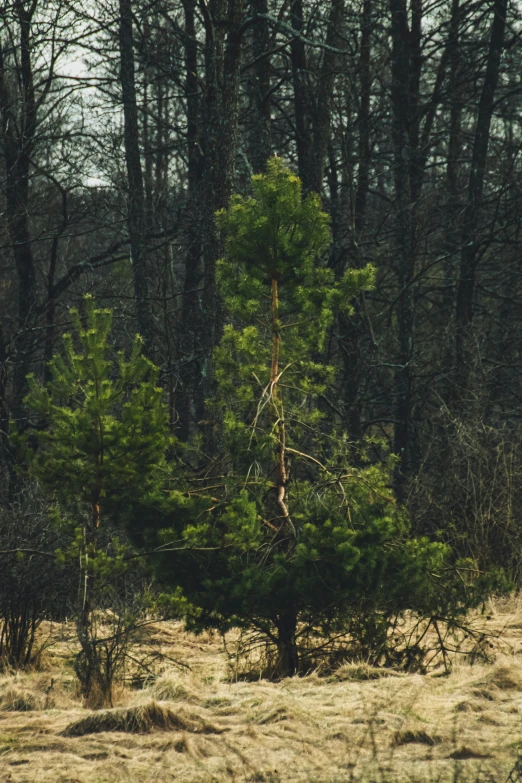 some tall trees that are standing in the dirt