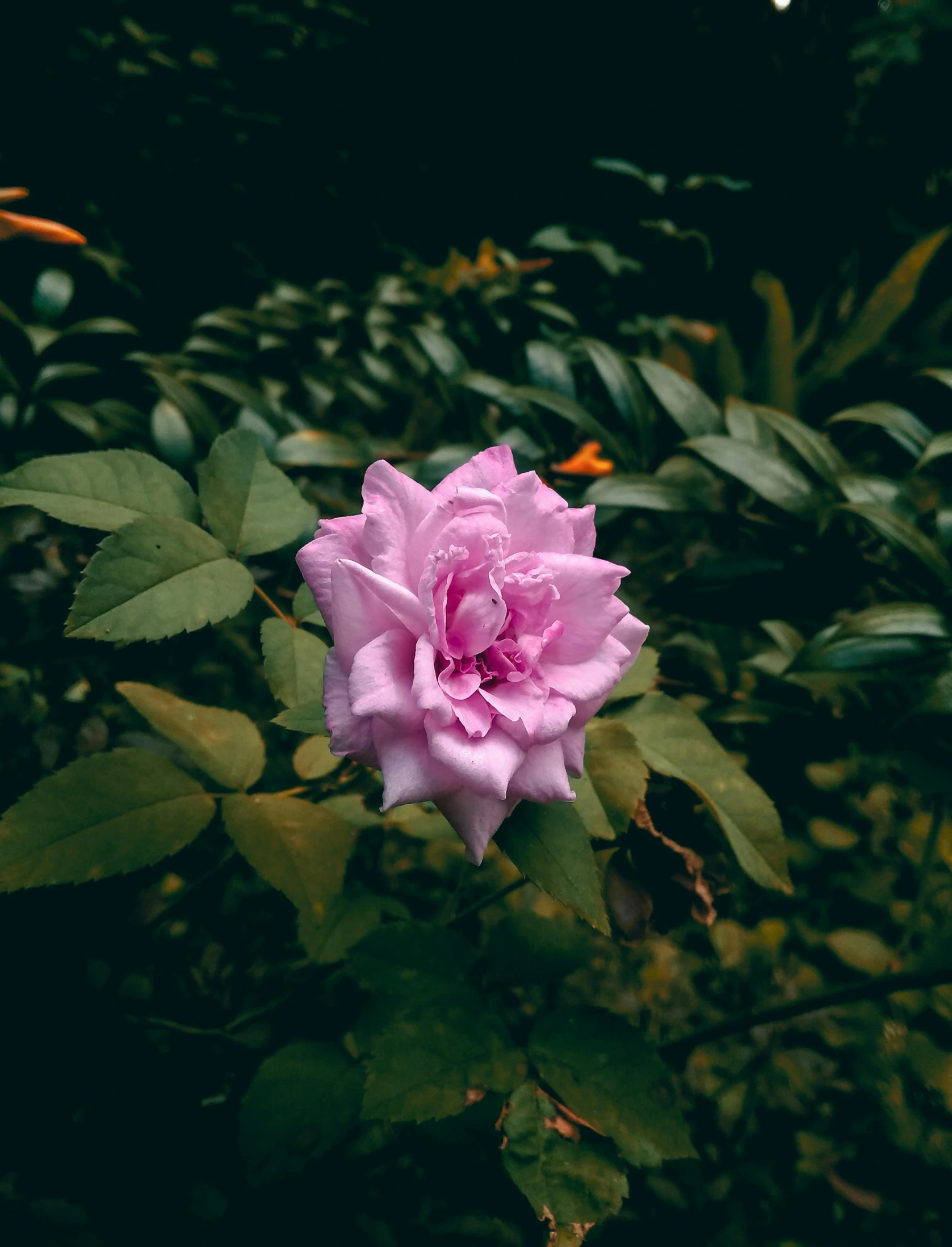 a large pink rose is in the midst of foliage