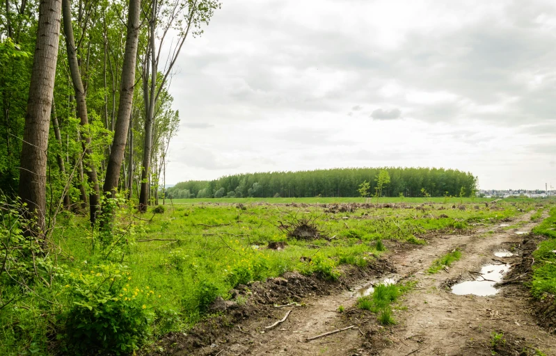 a dirt road surrounded by green trees and a green field