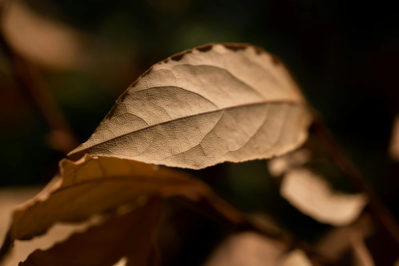 a close up view of a leaf