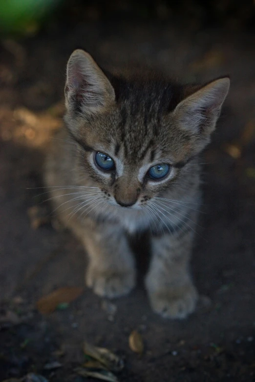 this little kitten is looking towards the camera