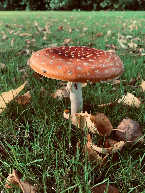 this is a po of a mushroom that has spotted many things on it