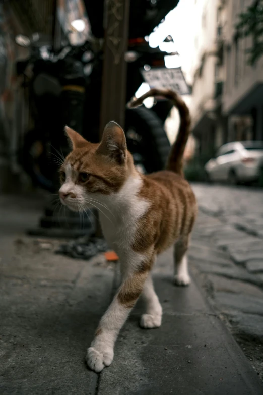 an orange and white cat is standing on the street