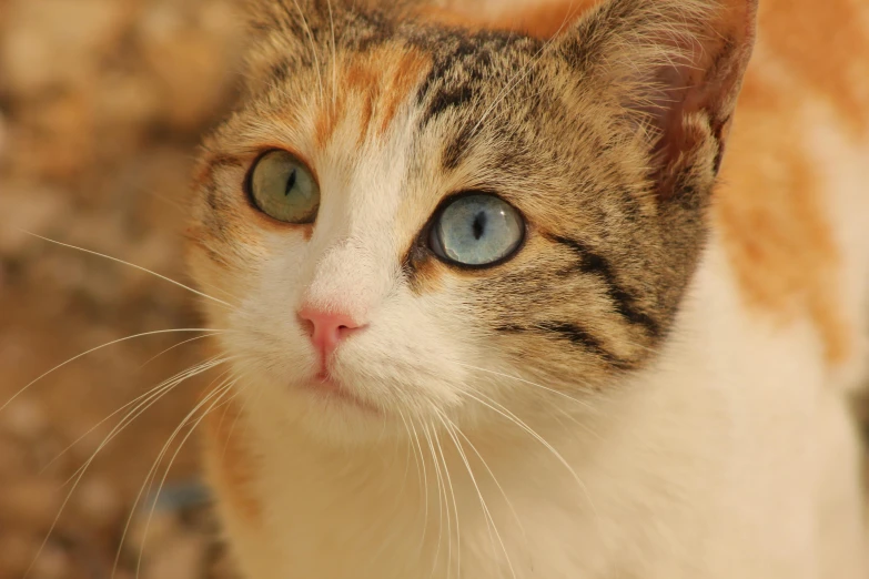 there is a cat with bright blue eyes looking in the camera