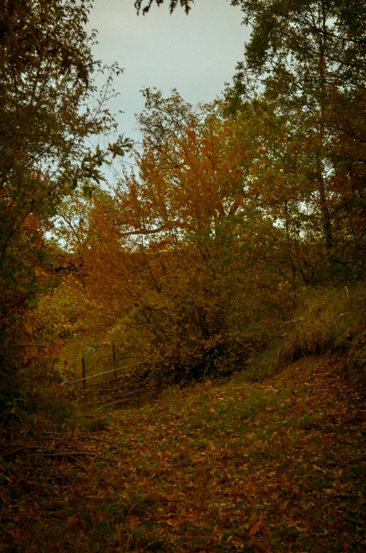 the road is lined with fall colored trees