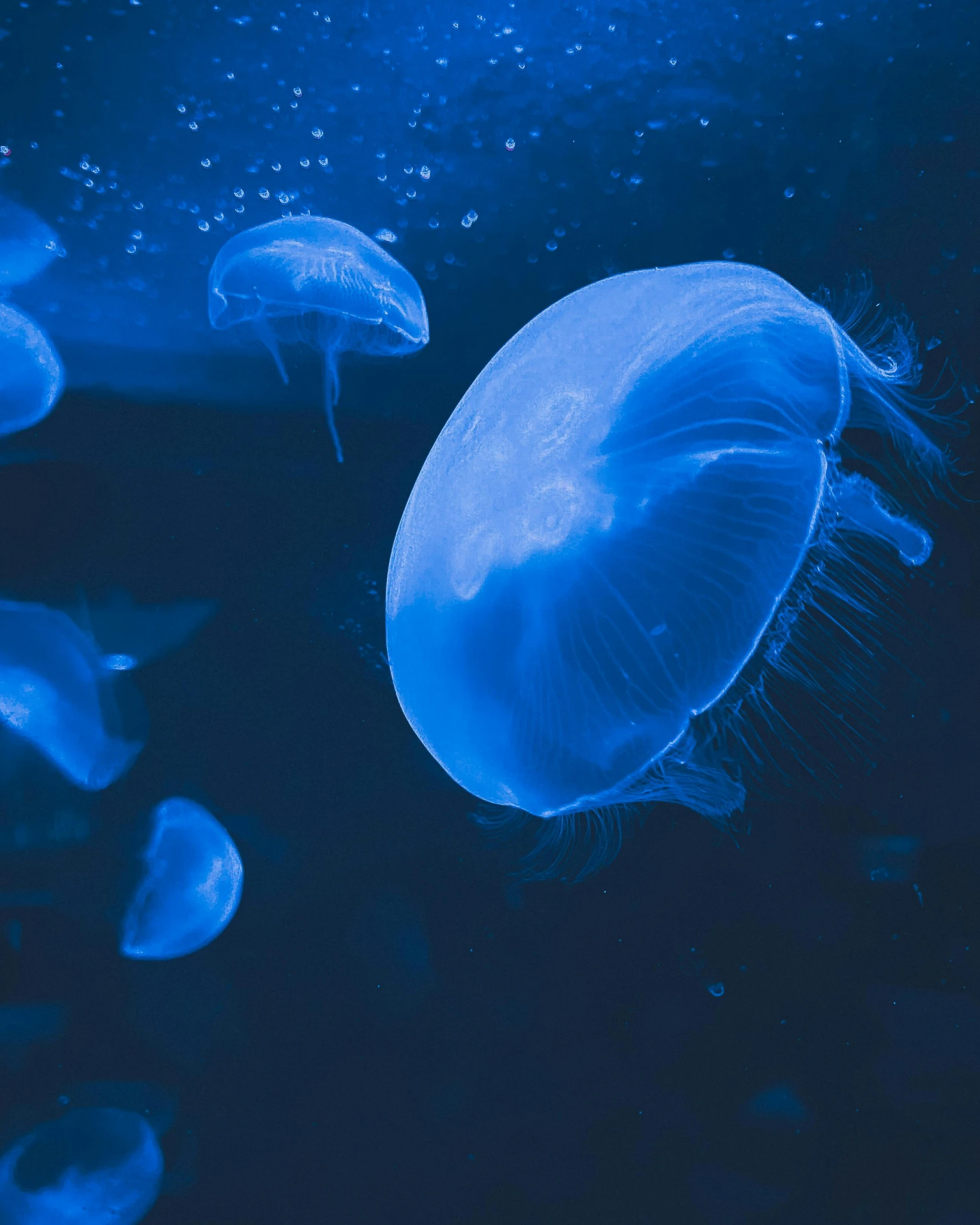 a group of jellyfish floating under water