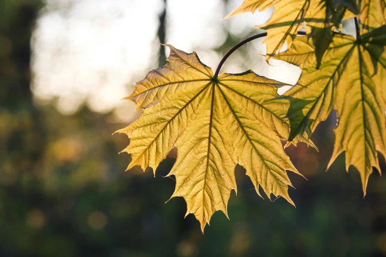 a leaf that has yellow leaves hanging from it