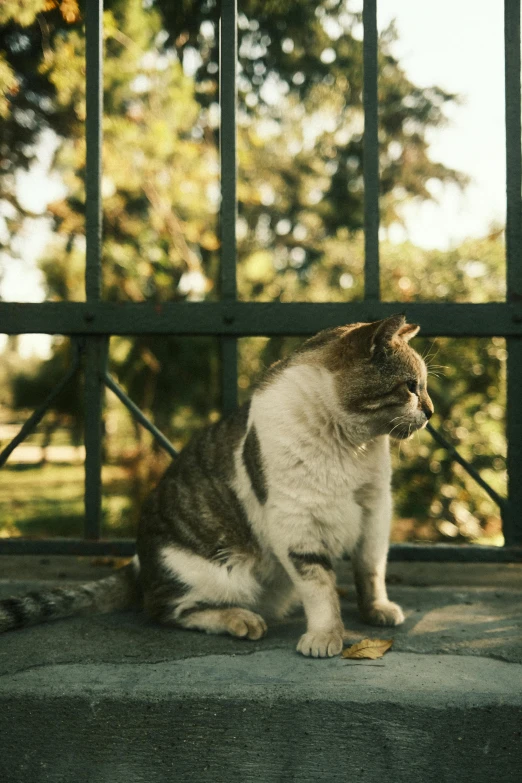 there is a cat sitting on the sidewalk looking outside