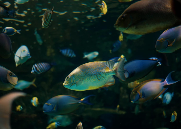a group of different types of fish swimming in an aquarium