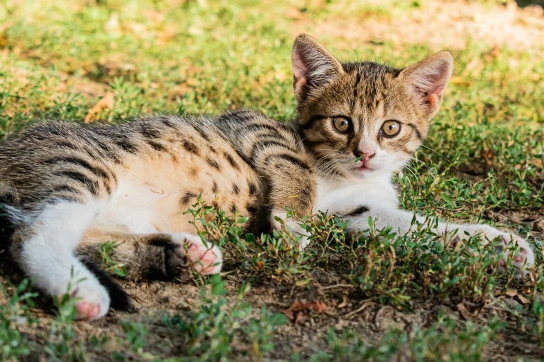 the young cat is laying in the grass