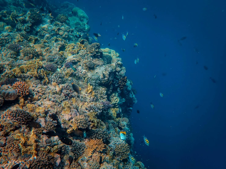 a view looking up at an underwater reef