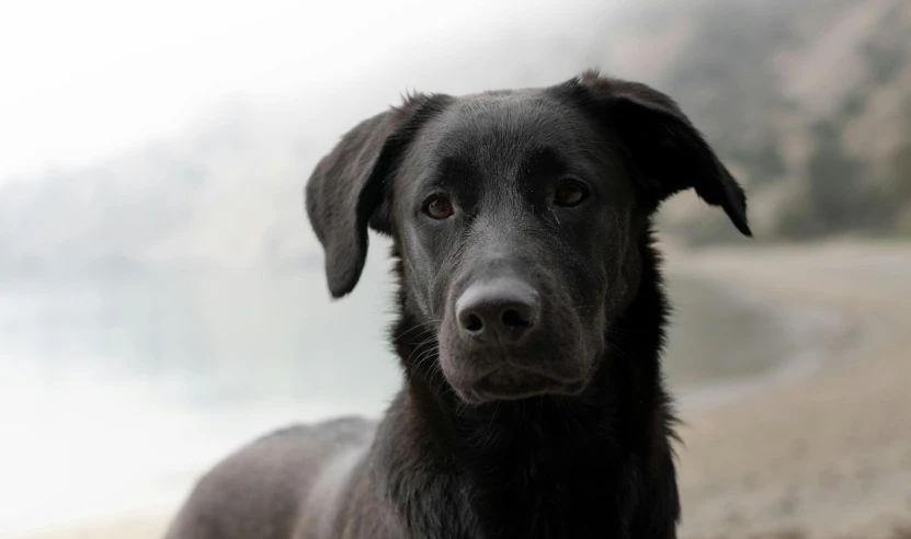 the dog is staring into the camera near the water