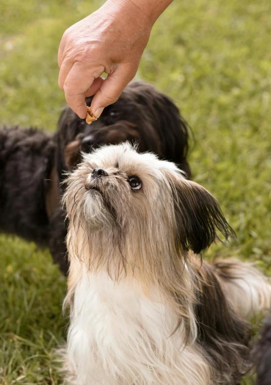 a person feeding a dog food from their hand