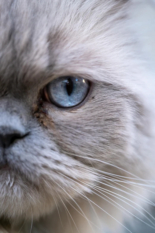 a cat is looking directly at the camera with only its eyes open