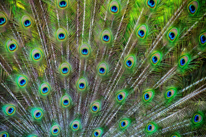 this is the tail of a peacock's feathers