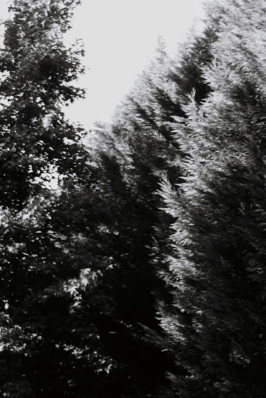 the sky is white and black as the trees in front of the trees are green