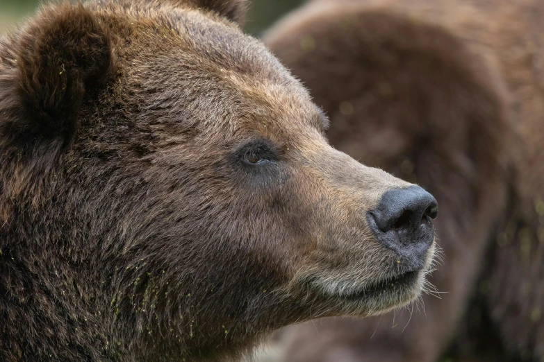 a brown bear stares ahead from the right