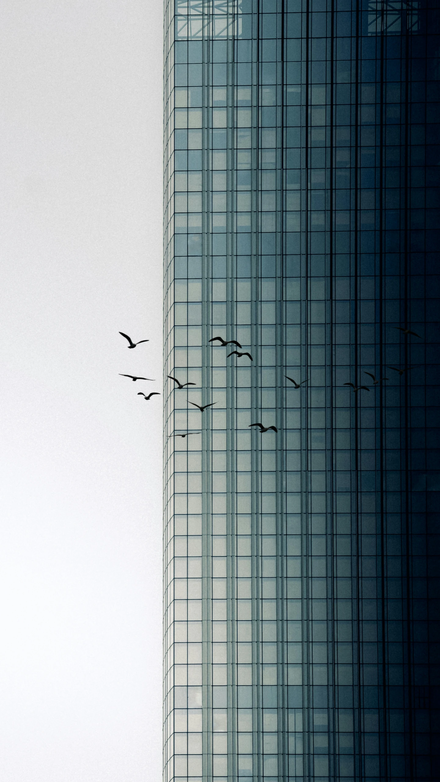 a flock of birds flying over a building