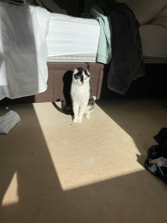 a black and white cat on carpeted floor in a room