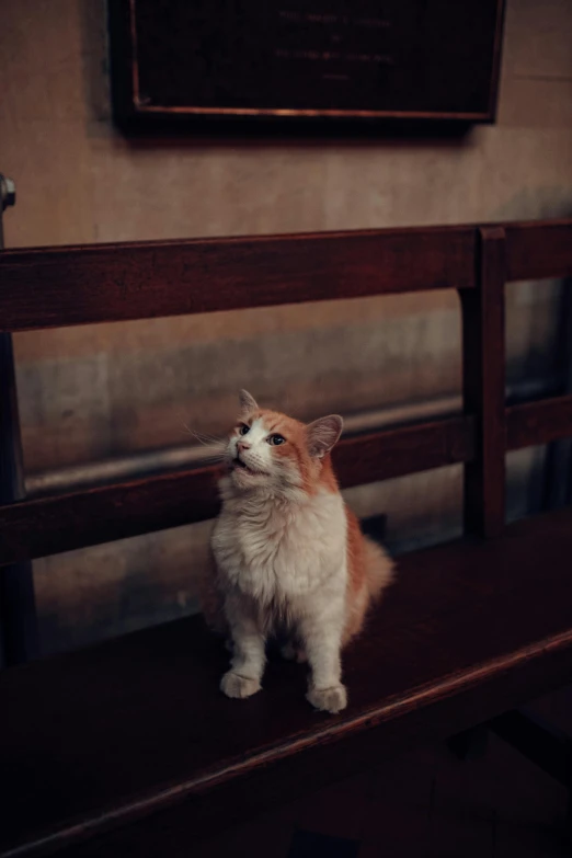 the cat is sitting on a wooden bench