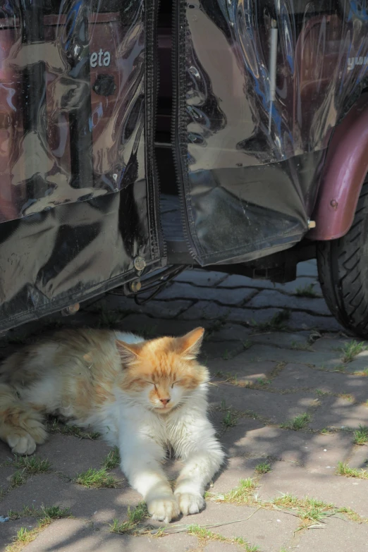 the cat is lying on the ground near the tire