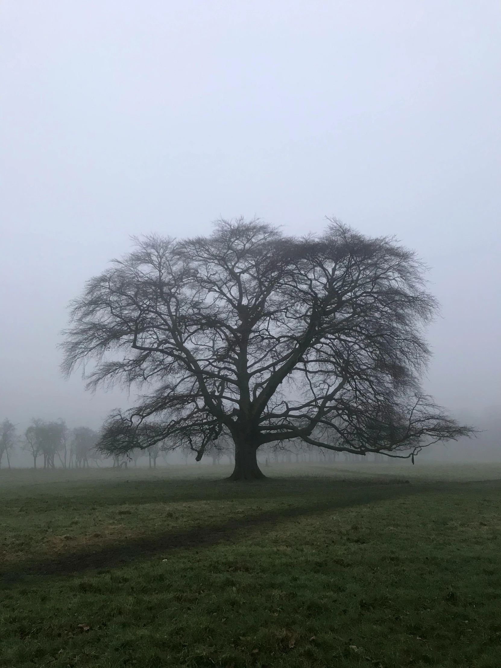 there is a large tree in the middle of a field