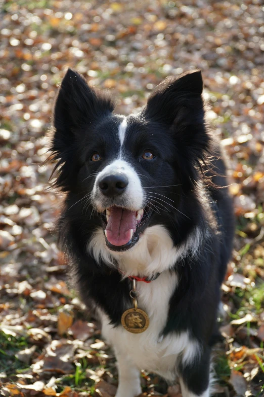 a dog standing in a field full of leaves