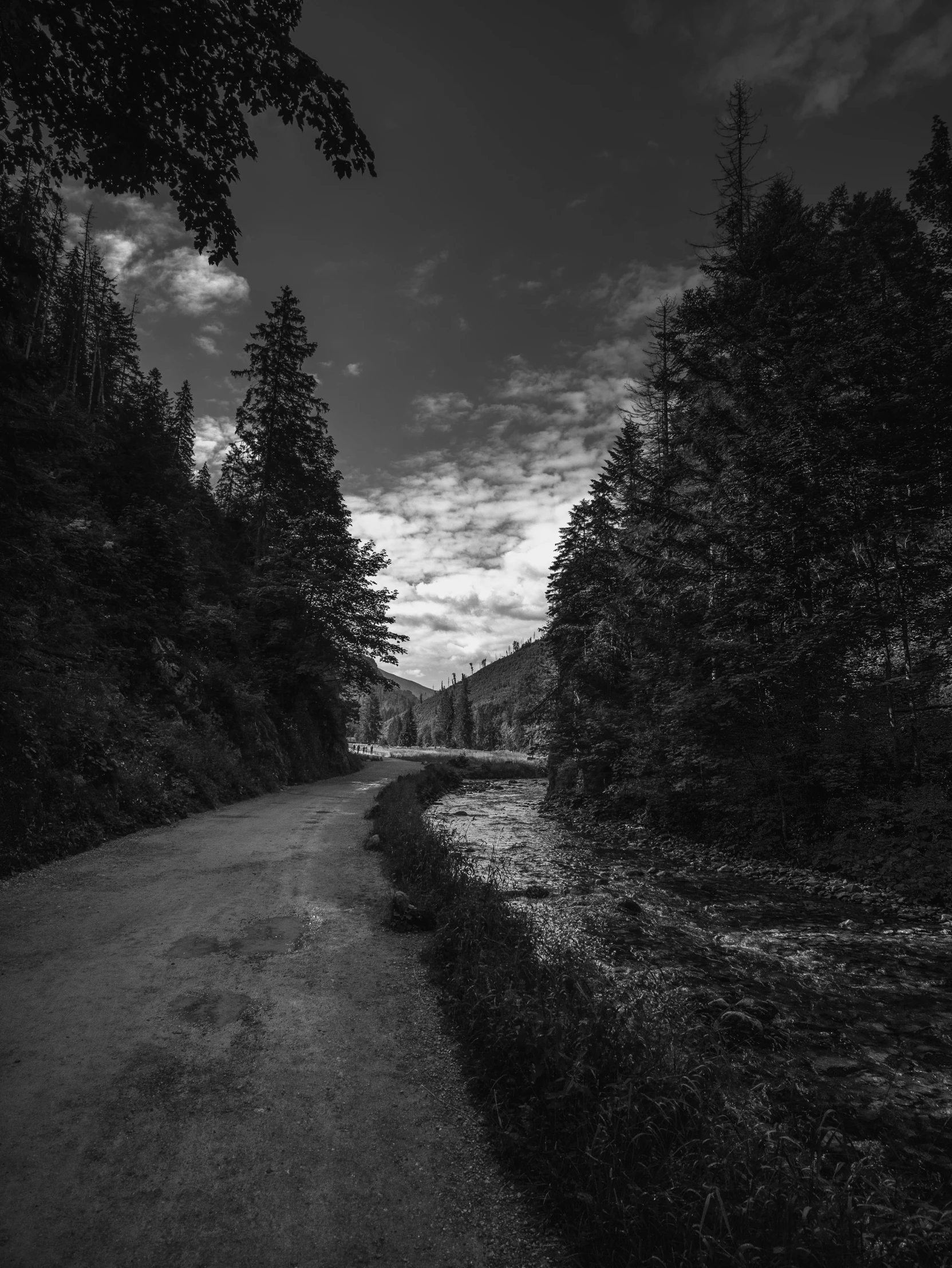 a road is shown next to many trees