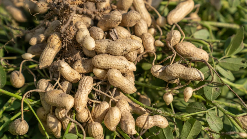 there is many nuts and leafy plants in the bushes