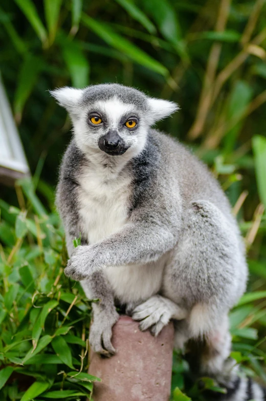 a small grey and white animal on a log