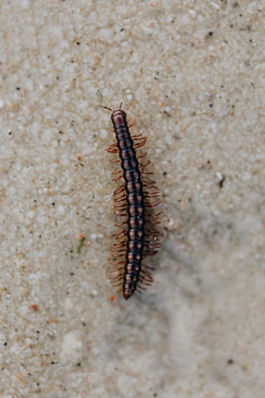 a brown and black insect walking across a cement slab