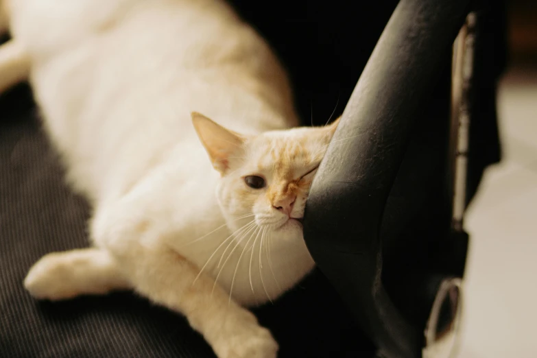 the cat looks like he is asleep on top of the chair