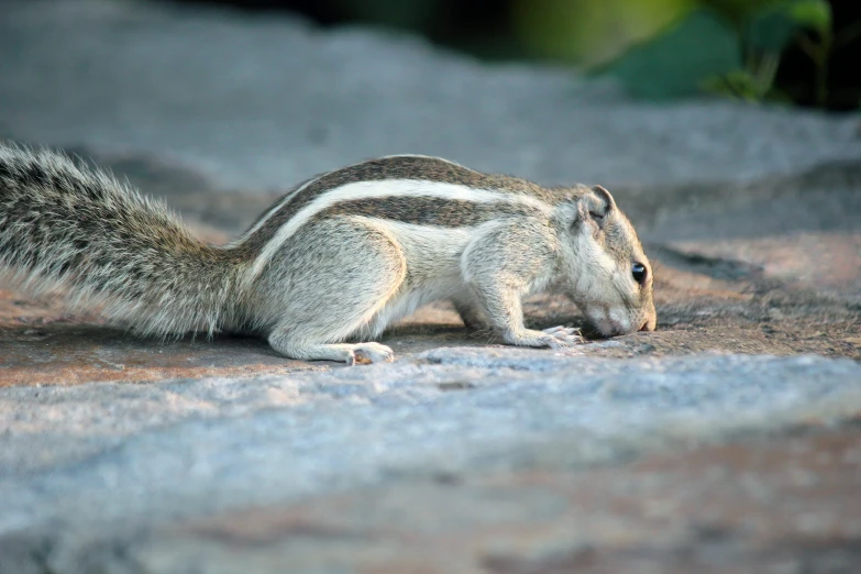 a small squirrel walks on the ground