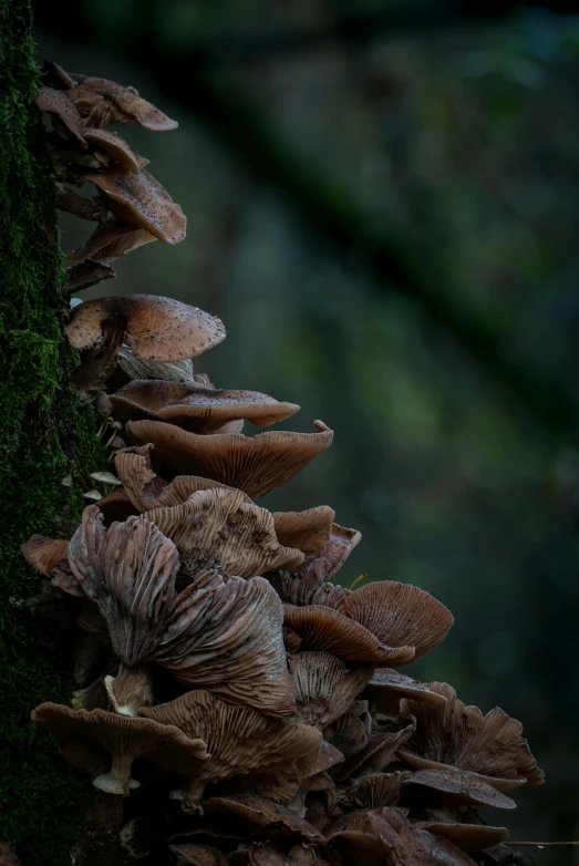 mushrooms growing on the side of a green tree