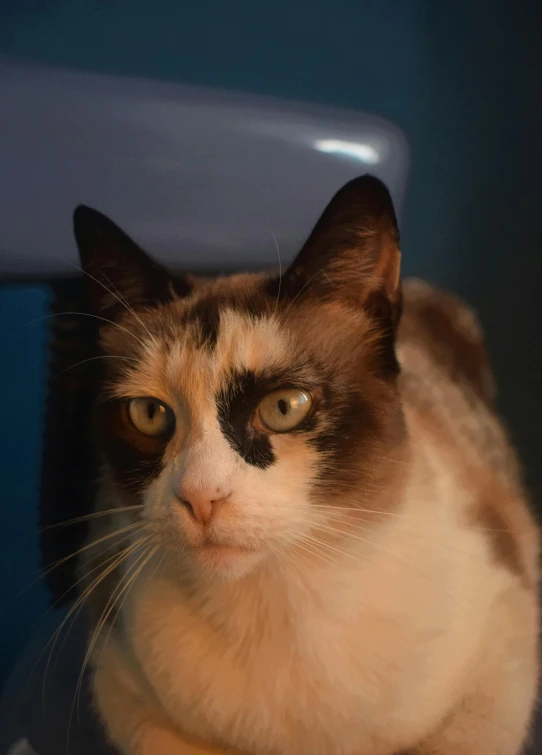 cat looking off in distance sitting next to seat