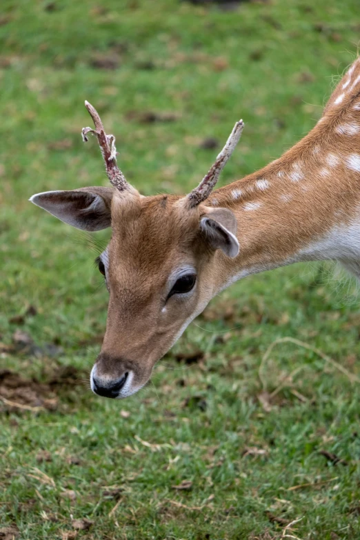 a deer standing in the grass staring at soing