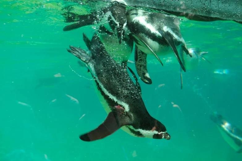 a couple of penguins swimming under a large body of water