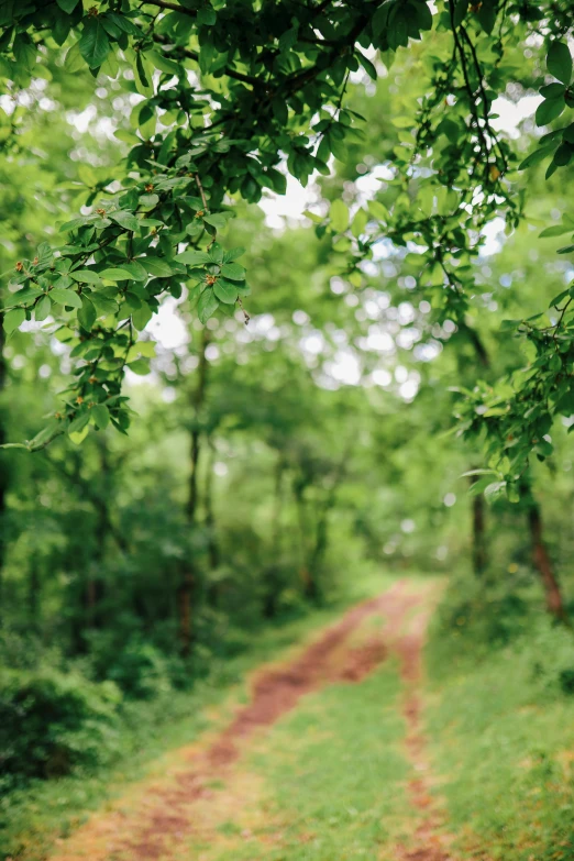 a path in the forest is surrounded by trees