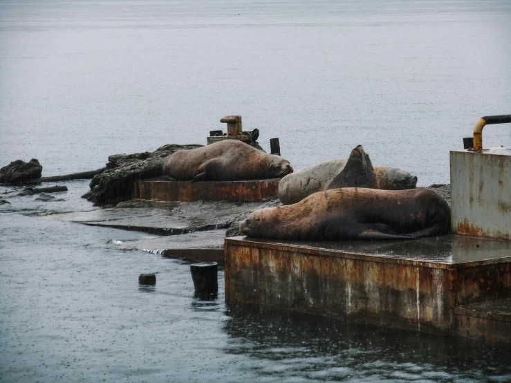 several dead animals sitting on concrete in the water