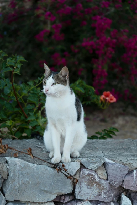 a cat sitting on a rock outside looking at soing