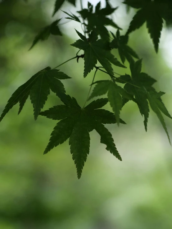 the leaves of a tree are bright green