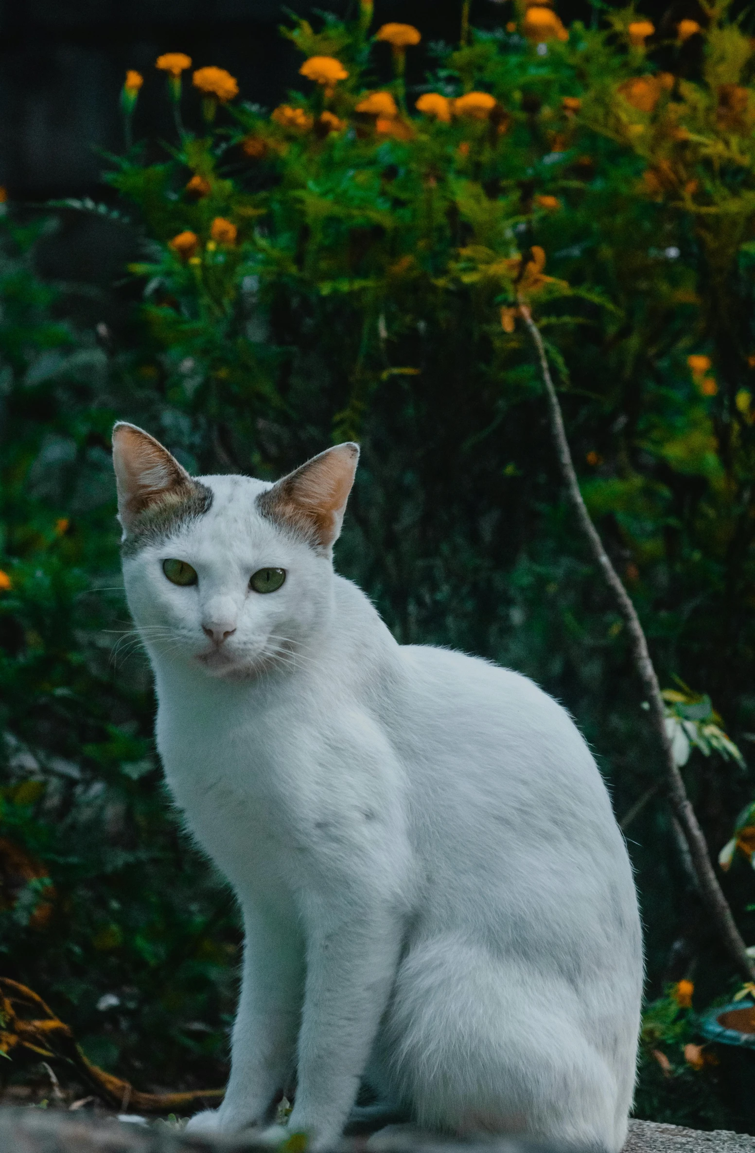 white cat sitting on top of concrete looking at the camera