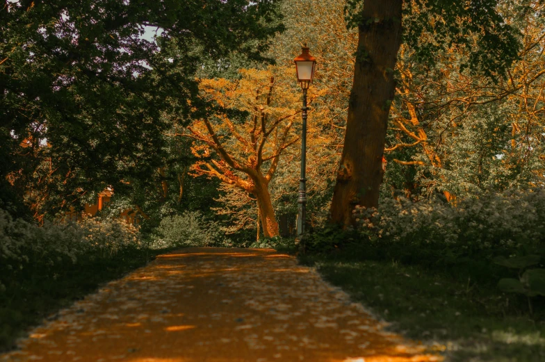 a pathway that leads up to some trees