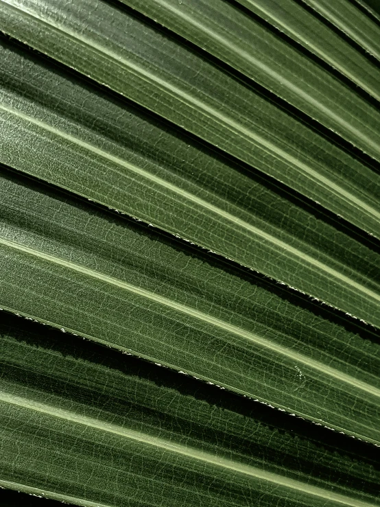 the texture of green leaves of an unfurnished palm tree