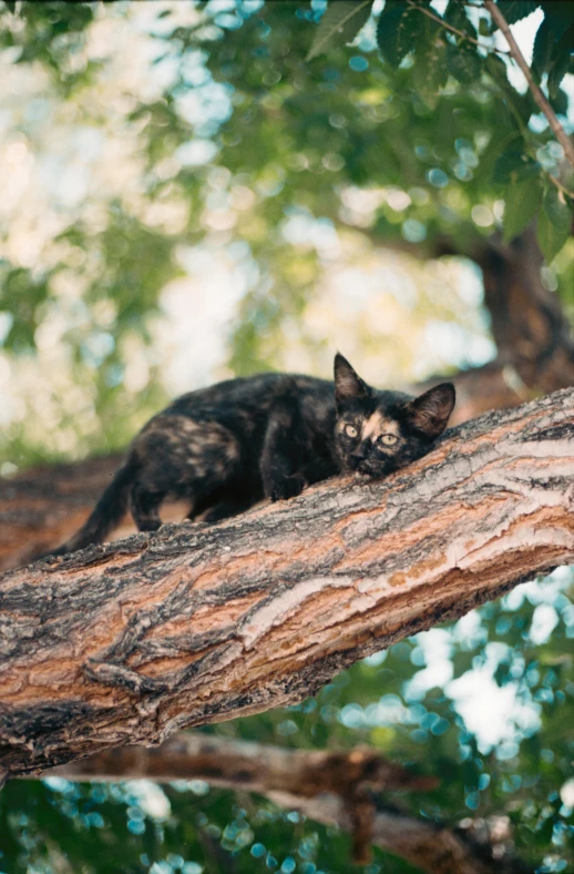 a black cat lying on a nch in a forest