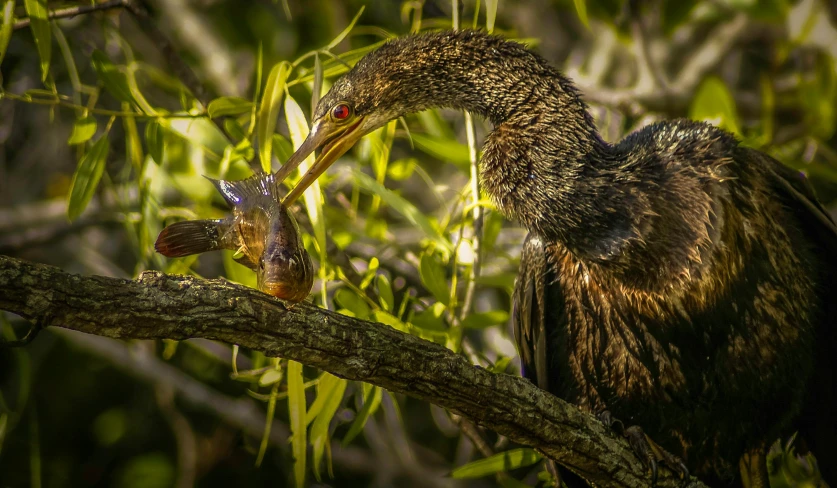 two birds with long beaks are sitting in a tree