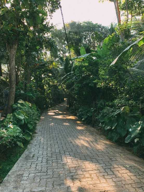 a bench sits on a path that runs through the forest