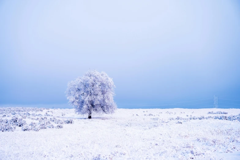 a lone white tree on a snowy field