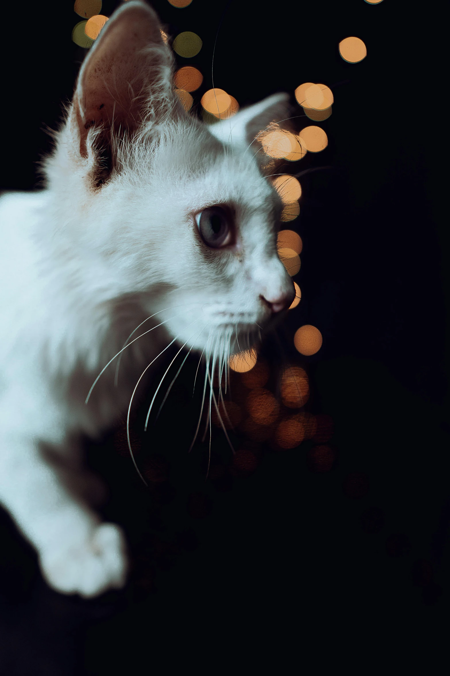 a cat staring away while standing in the dark