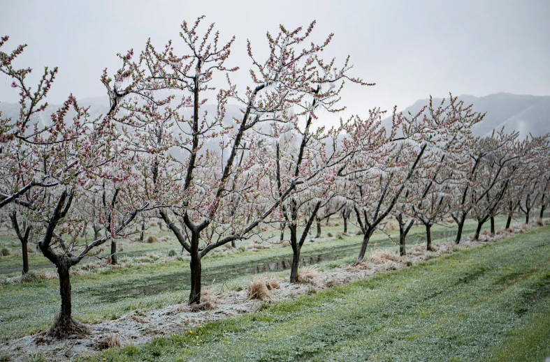 a row of trees with blossom on them